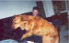 kevindog.jpg (382690 bytes)